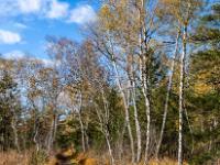 Birken leuchten in der Nachmittagssonne